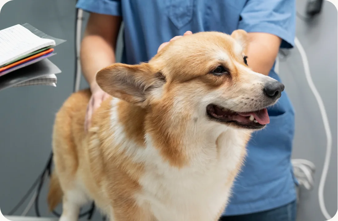 A dog at the vet
